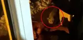 Her gün evinin önüne gelen tilkiyi eliyle besliyor