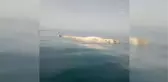 İskenderun Körfezi'nde amatör balıkçıların kamerasına ölü balina yansıdı