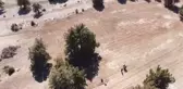 Toros Dağları'nın eteklerinde salep üretimine başlandı