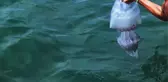 Zehirli denizanasının soktuğu 17 yaşındaki genç yaşam mücadelesini kaybetti