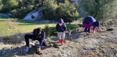 Türkiye'nin en uzun lavanta yolu Manisa'da yapılacak