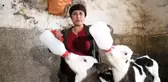 Aldığı iki inek geçim kapısına dönüştü