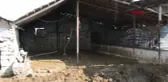 ANTALYA Akıma kapılan 9 büyükbaş telef oldu