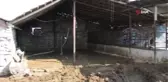Elektrik akımına kapılan 9 büyükbaş hayvan telef oldu