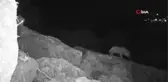 Sırtlanlar ve diğer hayvanlar fotokapana takıldı