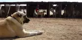 Kangallar dünya basınında gündem oldu