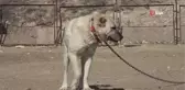 Kangallar dünya basınında gündem oldu