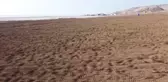 Son dakika haberi... Tuz Gölü kıyısında lavanta tarlası oluşturuldu, bungalov evler konuldu