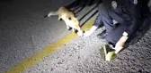 Son dakika haberi... Aç kalan tilkiyi polisler besledi
