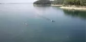 Durgunsu Kano Olimpik Milli Takım sporcuları, olimpiyat vizesi hedefiyle kürek çekiyor