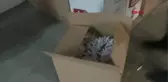 Adana'da kaçakçılık operasyonunda 2 şüpheli gözaltına alındı
