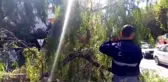 Şiddetli rüzgar ağacı devirdi