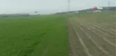 Üniversitenin buğdayları drone ile ilaçlandı