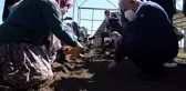 Binali Yıldırım, önce lavanta dikti ardından 4 leylek ve 1 şahini doğal yaşam alanına bıraktı