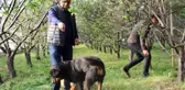 Fiyatı altınla yarışan erik, hırsızların hedefi oldu