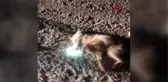 Son dakika haberi | BURDUR Jandarmanın kurtardığı yaralı tilki tedaviye alındı