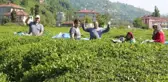 Karadeniz'e 'çay göçü' öncesi kritik 'vaka' uyarısı: Aynı hatanın tekrarı gibi olur
