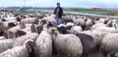 ADANA Baba mesleği hayvancılığa devam eden İpek ailesi, yaşamlarını çadırda sürdürüyor