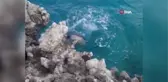 Amatör balıkçılara fok balığı sürprizi