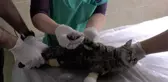 Pandemi döneminde evcil hayvana ilgi arttı
