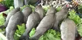 Balıkçılar, sezon kapanmadan balık yemeye davet etti