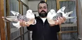 Bu kuşların güzelliği 100 bin lira ediyor