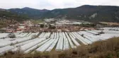 Karadeniz'in sebze üssü Amasya'da domates fideleri toprakla buluştu