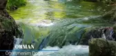 Ormanların korunması için öğrencilerden klip