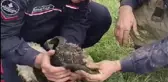 AVCILAR'DA ÇUKURA DÜŞEN OĞLAK KURTARILDI