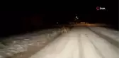 Ayı sürüsü yola inmeye devam ediyor
