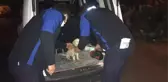 Boynuna ip dolayıp surlarda ölüme terk ettiler