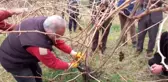 Keban'da Bağ budama eğitimi verildi