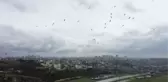 Baharın müjdecisi leylekler, İstanbul'a gelmeye başladı - Drone