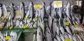 Balık tezgahlarında kofana bolluğu