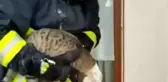 Konserve kutusuna başı sıkışan kediyi itfaiye ekipleri kurtardı