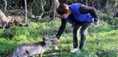 Milli Park'ta karşılaştığı tilkiyi eliyle besledi
