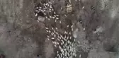 AFYONKARAHİSAR - Evinin bahçesinde yetiştirdiği kaz yavruları yoğun talep görüyor
