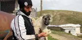 Beş ayaklı engelli köpek yürüyemiyor