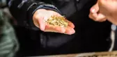 'Kavılca Buğdayı' ülke ekonomisine katma değer katacak