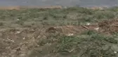 Arabistan toygarı türü kuş, Türkiye'de ilk kez gözlemlendi