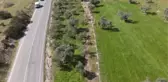 Bayındır'da nergis hasadı yapıldı