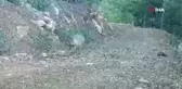Burdur'da doğal yaşam fotokapanda