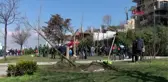İSTANBUL-Üsküdar'da izinsiz kesilen ağaçların yerine yenisini 'çınarlar' dikti
