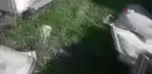 Kış uykusundan uyanan ayılar bal kovanlarına saldırdı