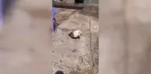 ŞANLIURFA - Yaralı bulunan Mısır akbabası koruma altına alındı
