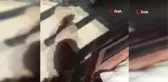 Yaralı tilkiye vatandaştan şefkat eli.. Tedavi etti, doyurdu, doğaya saldı