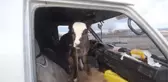 Buzağının minibüsle yolculuğu gülümsetti