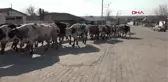EDİRNE Edirne'de 1 köy karantinaya alındı, 3 okulda eğitime ara verildi