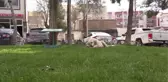ŞANLIURFA - Siverek Belediye Başkanı Ayşe Çakmak küçük Dicle'nin talebine duyarsız kalmadı