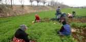 Güneydoğu'nun sebzesi Suriye sınırından